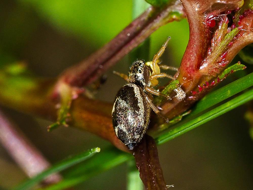 Saltique cuivré Heliophanus cupreus (Walckenaer, 1802)