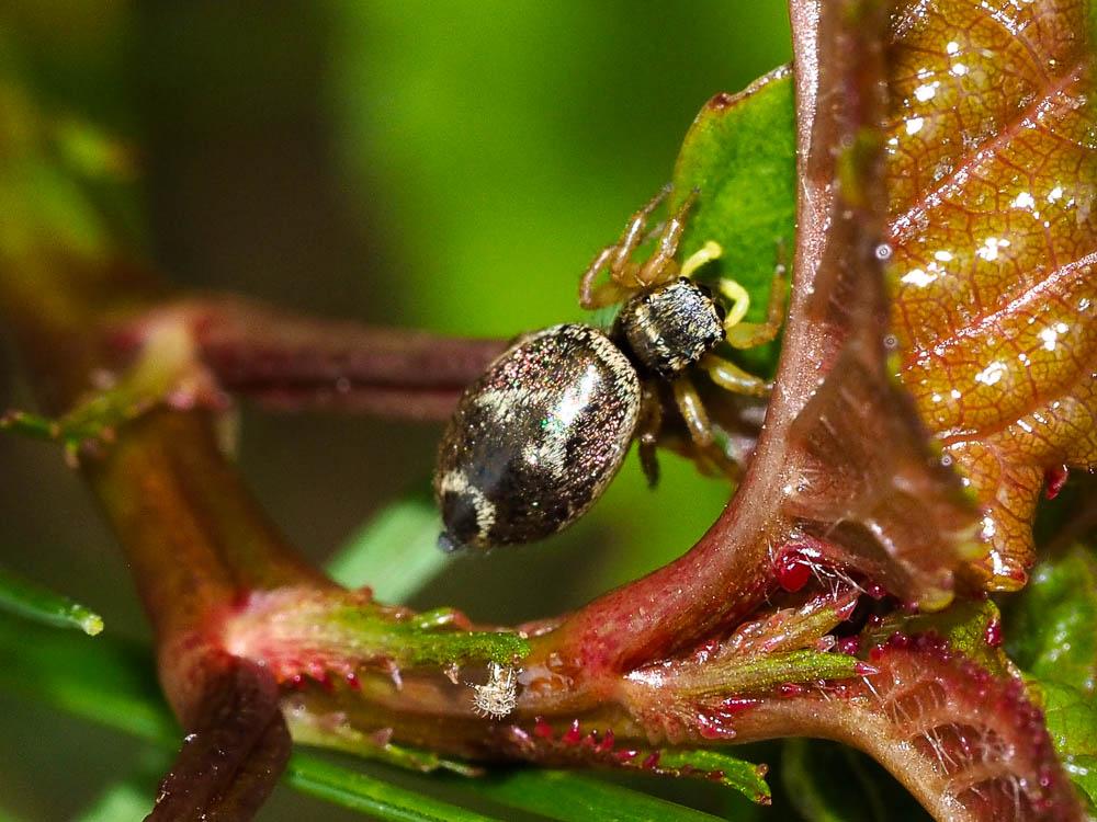 Saltique cuivré Heliophanus cupreus (Walckenaer, 1802)