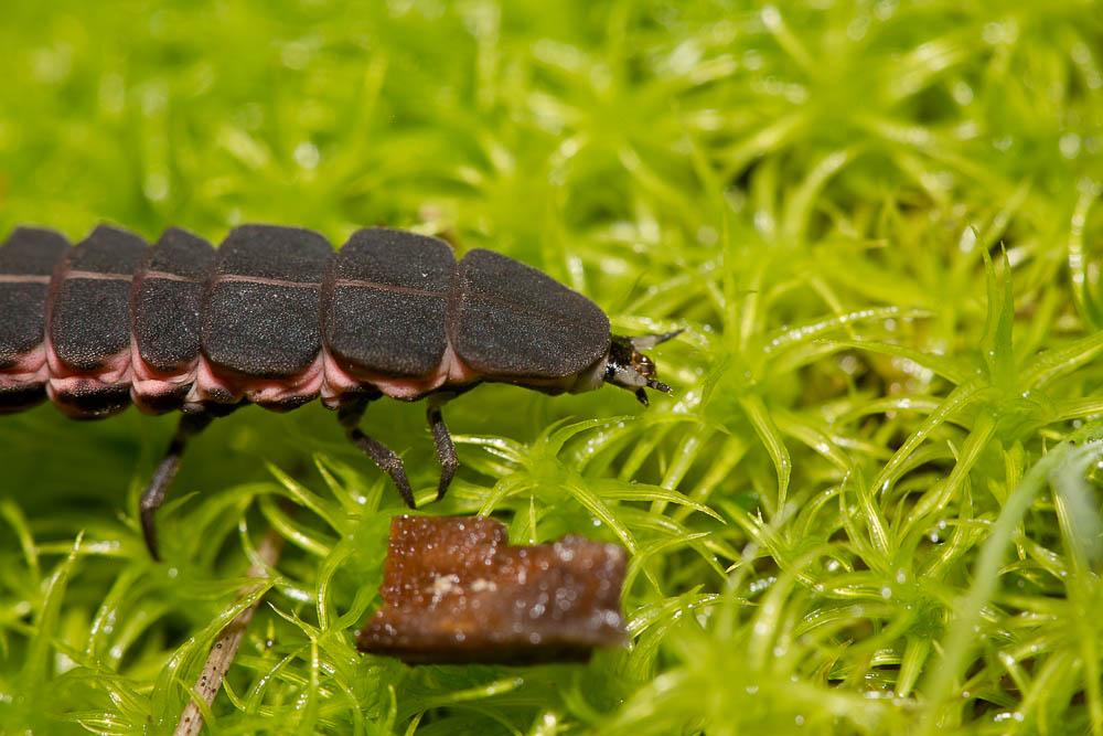 Ver luisant, Lampyre Lampyris noctiluca (Linnaeus, 1758)
