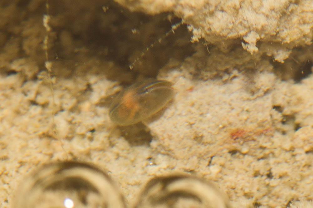 Cyprididae Baird, 1845
