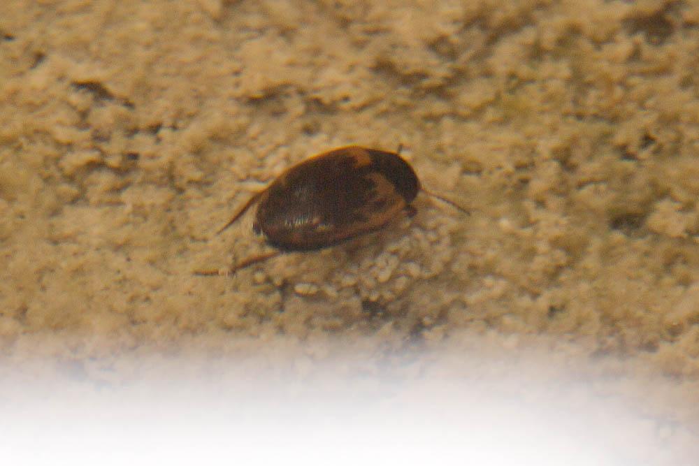 Hydroporus tessellatus (Drapiez, 1819)