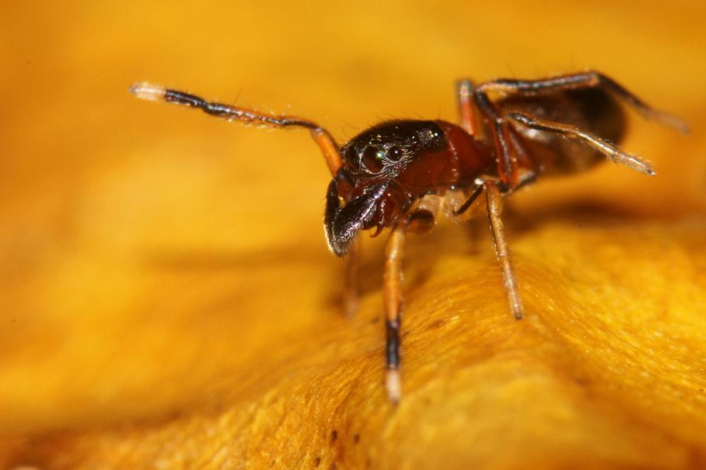 Saltique fourmi Myrmarachne formicaria (De Geer, 1778)