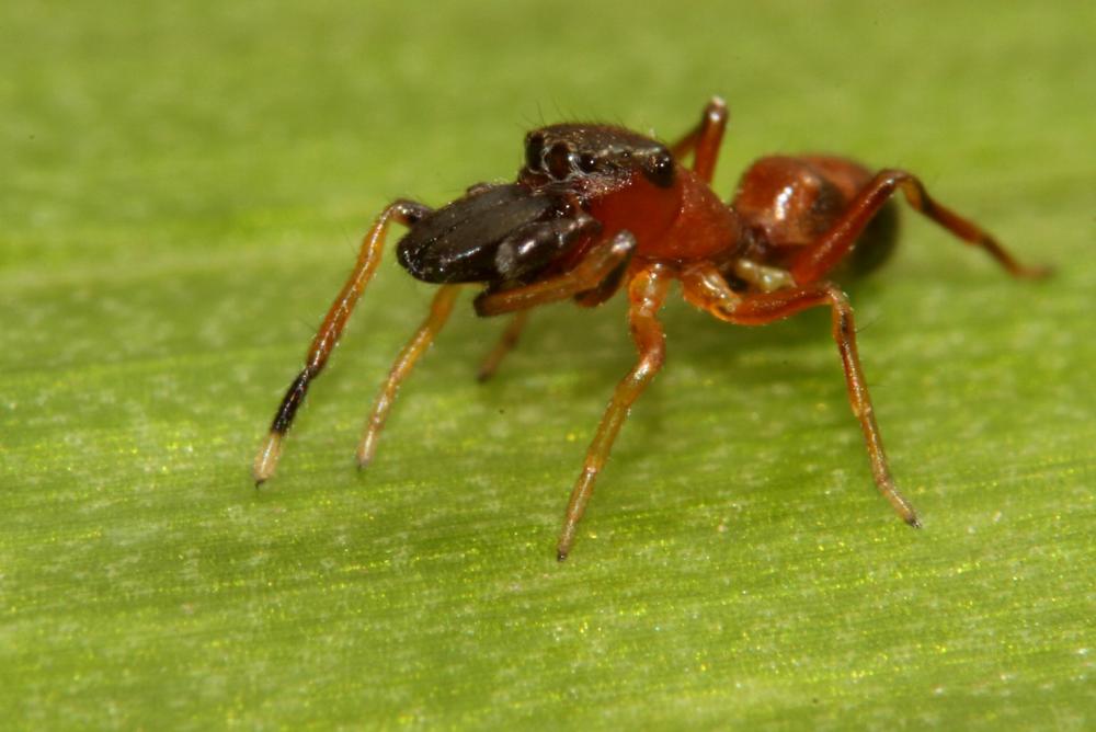 Saltique fourmi Myrmarachne formicaria (De Geer, 1778)