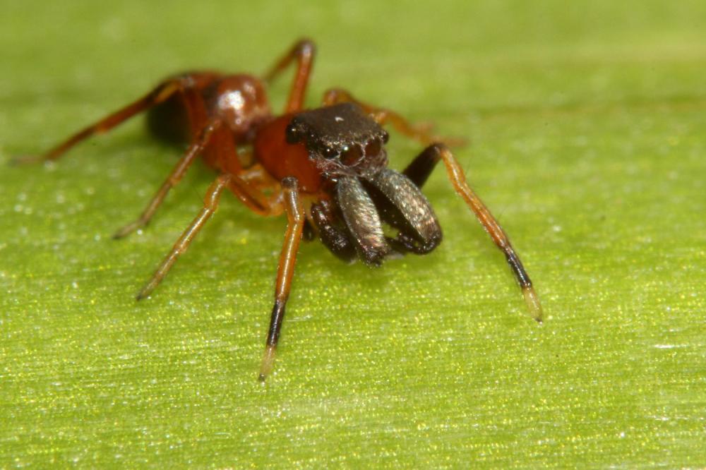 Saltique fourmi Myrmarachne formicaria (De Geer, 1778)