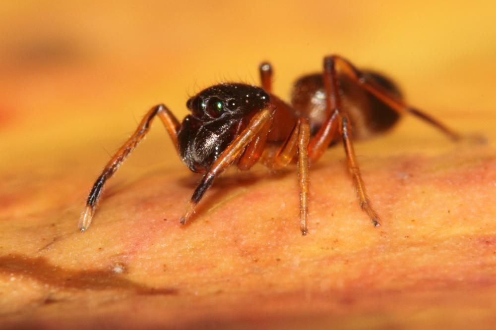 Saltique fourmi Myrmarachne formicaria (De Geer, 1778)
