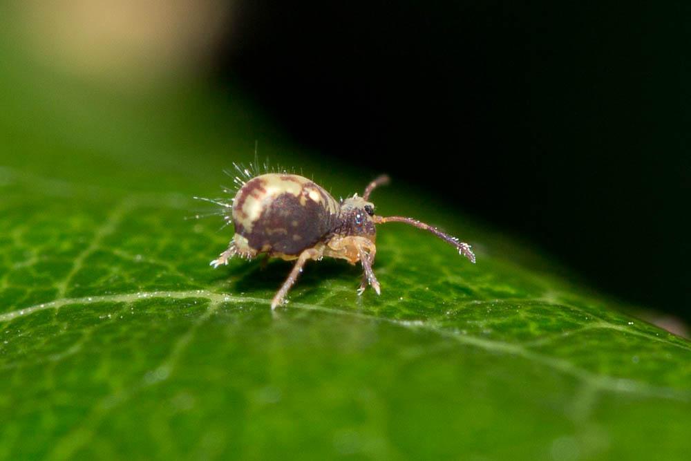 Dicyrtomina saundersi (Lubbock, 1862)