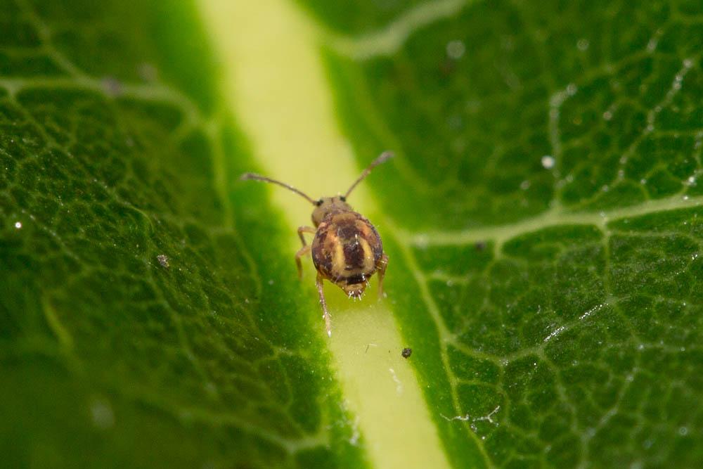 Dicyrtomina ornata (Nicolet, 1842)