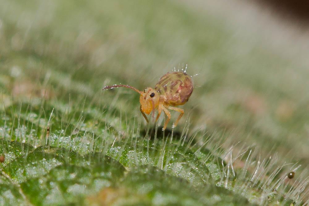 Dicyrtomina ornata (Nicolet, 1842)