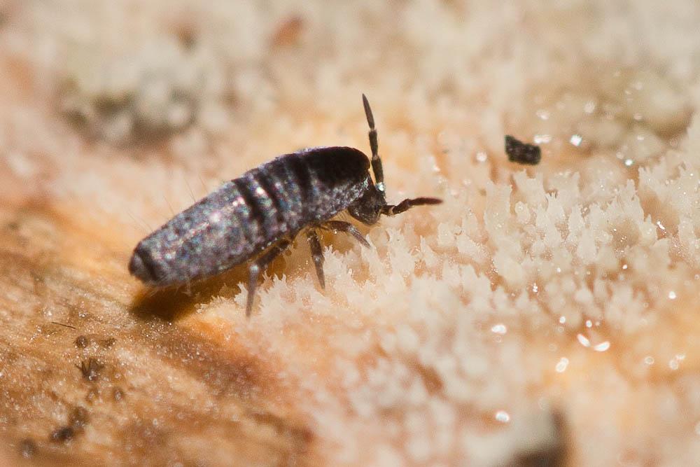  Lepidocyrtus paradoxus Uzel, 1891