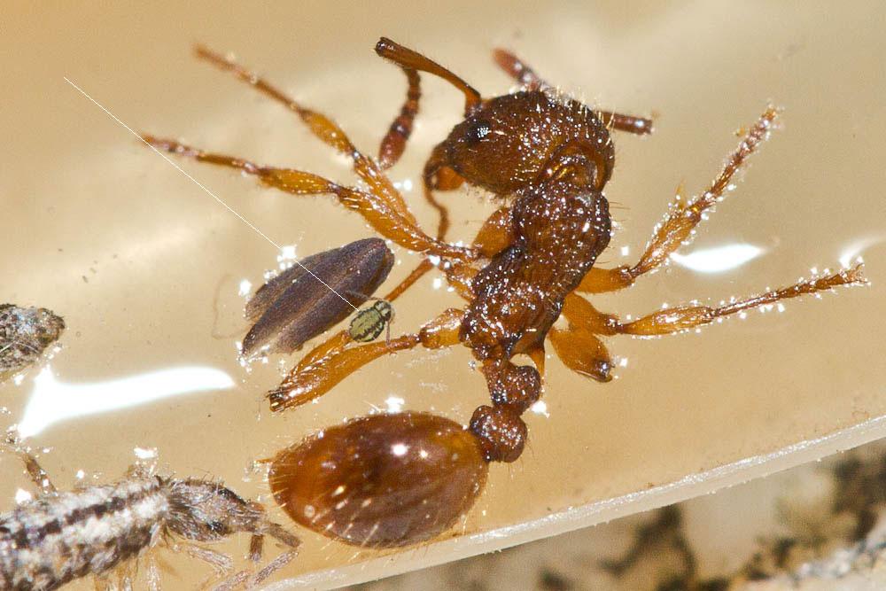 Sminthurinus elegans (Fitch, 1863)