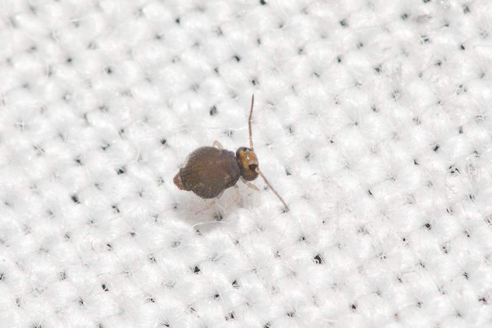 Bourletiella hortensis (Fitch, 1863)