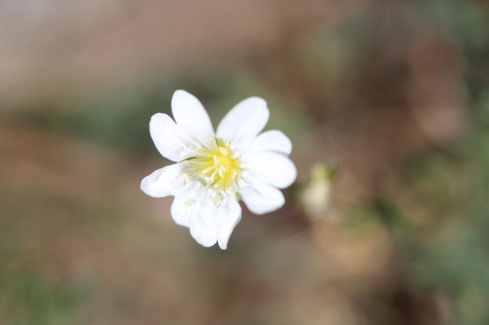 Céraiste suffrutescent Cerastium arvense subsp. suffruticosum (L.) Ces., 1844
