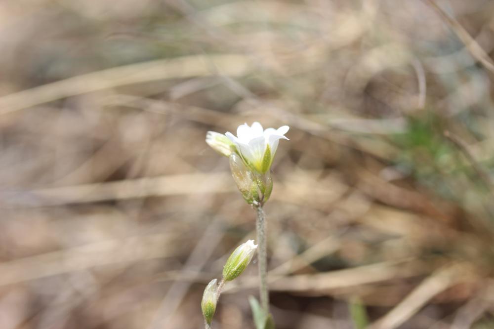 Céraiste suffrutescent Cerastium arvense subsp. suffruticosum (L.) Ces., 1844