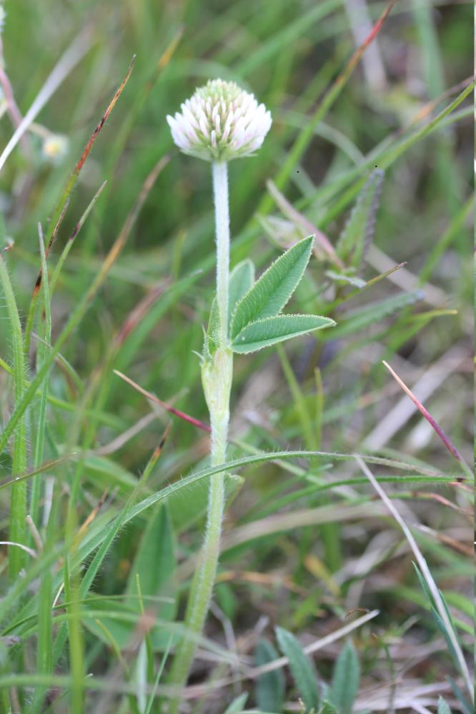 Trèfle des montagnes Trifolium montanum L., 1753
