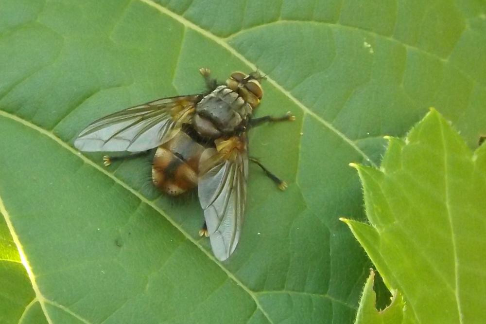 Nemoraea pellucida (Meigen, 1824)