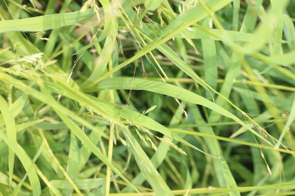 Léersie faux Riz Leersia oryzoides (L.) Sw., 1788