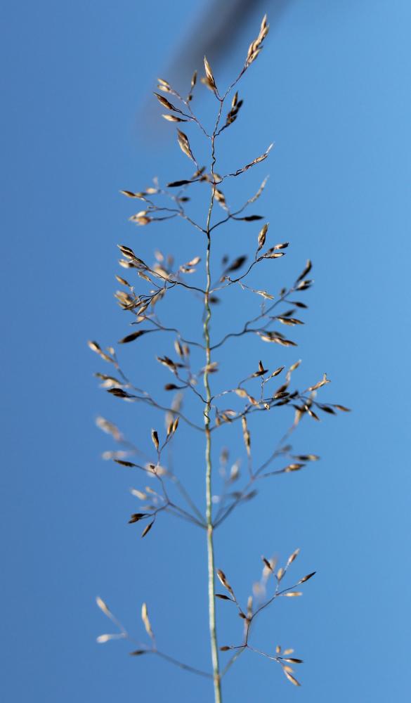 Agrostide capillaire Agrostis capillaris L., 1753