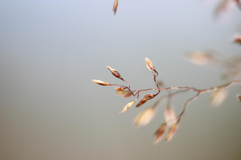 Agrostide capillaire Agrostis capillaris L., 1753