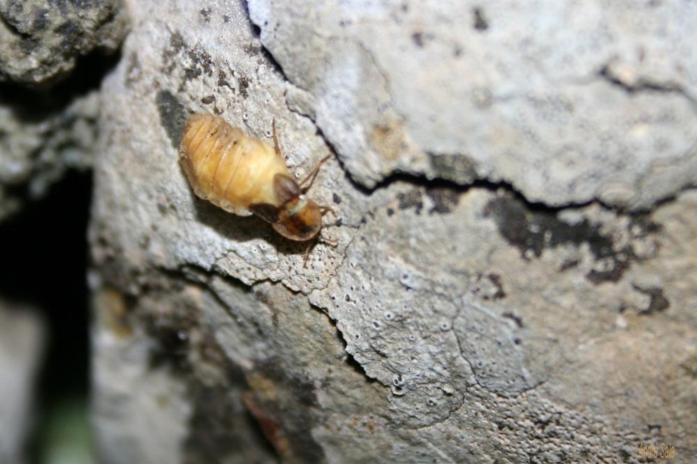 Lamprohiza splendidula (Linnaeus, 1767)