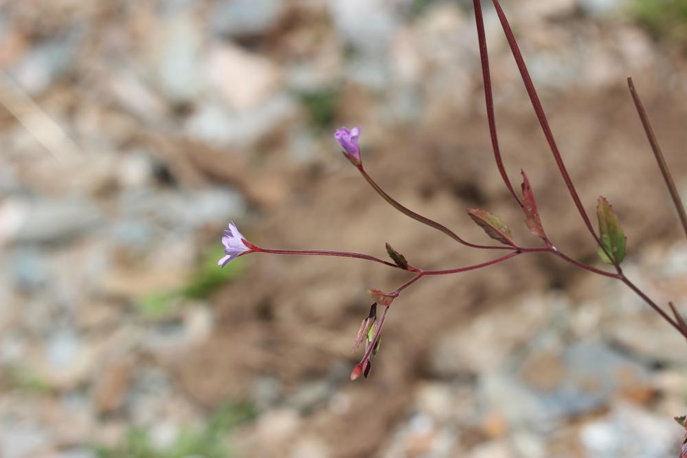 Épilobe des montagnes Epilobium montanum L., 1753