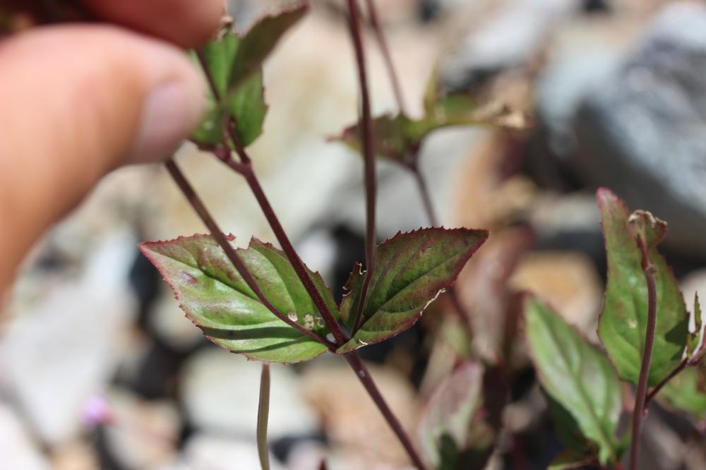 Épilobe des montagnes Epilobium montanum L., 1753