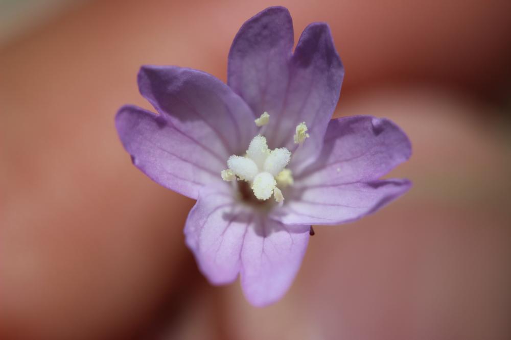 Épilobe des montagnes Epilobium montanum L., 1753