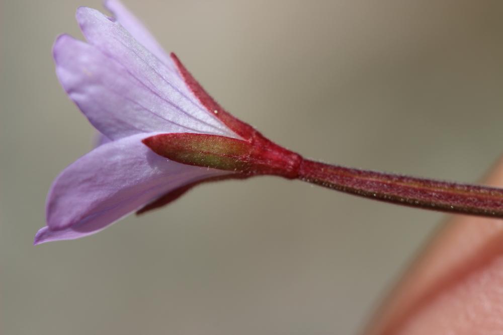 Épilobe des montagnes Epilobium montanum L., 1753