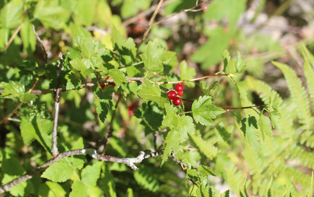 Groseillier des Alpes Ribes alpinum L., 1753