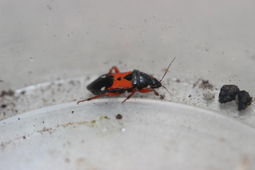 Prostemma guttula (Fabricius, 1787)