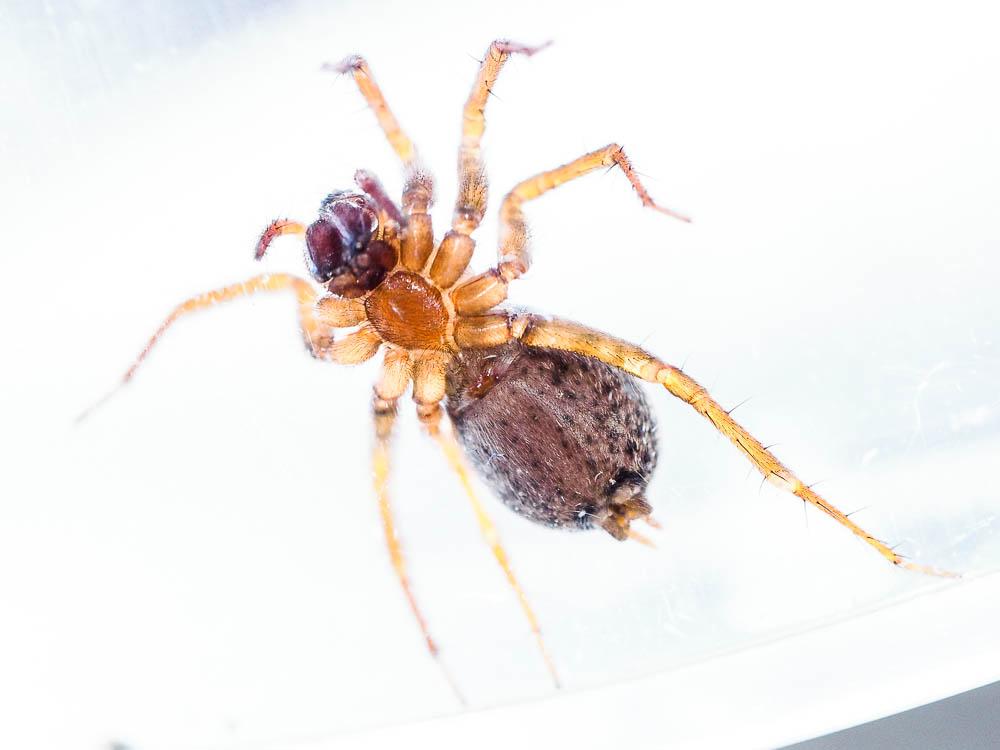  Lycosoides coarctata (Dufour, 1831)