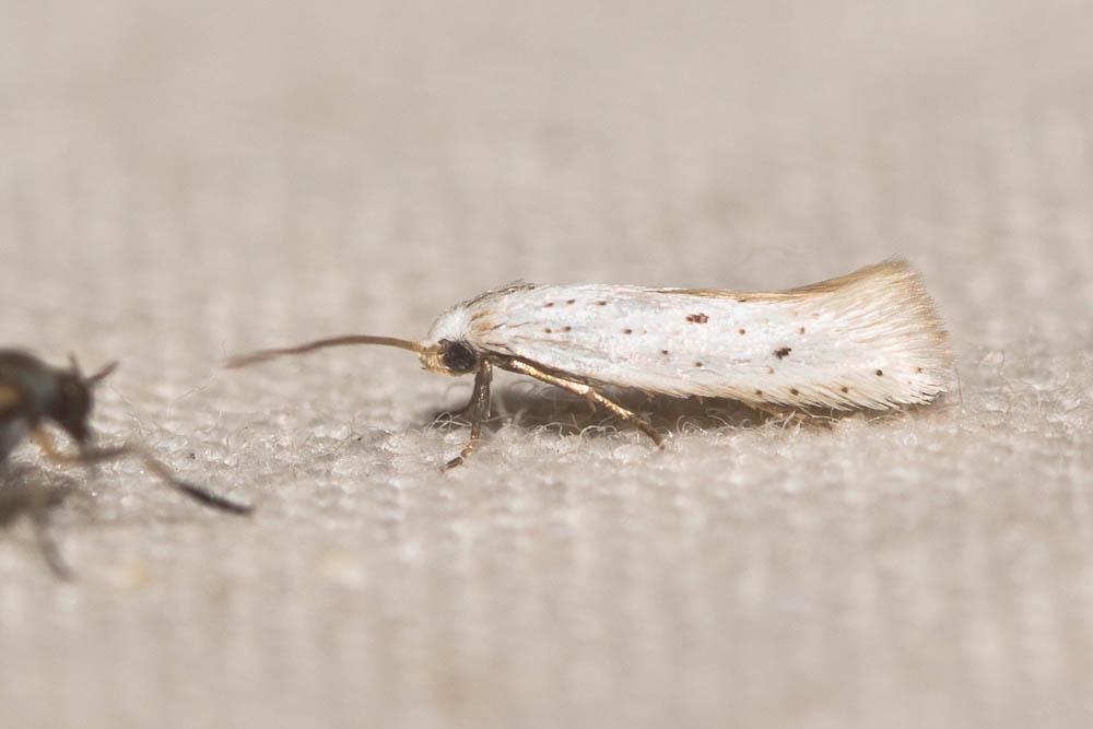 Elachista hispanica Traugott-Olsen, 1992