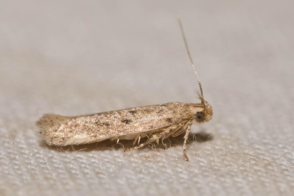Bryotropha senectella (Zeller, 1839)