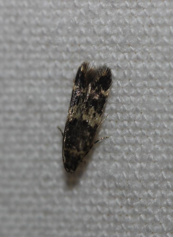 Apatema impunctella
