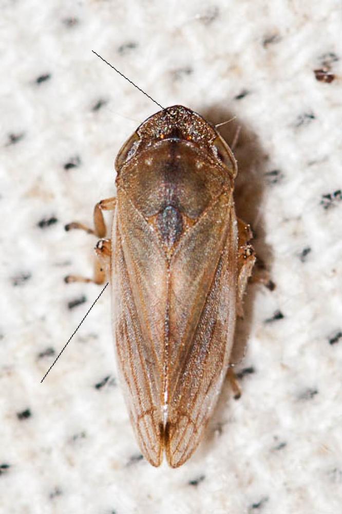 Le  Neophilaenus campestris (Fallén, 1805)
