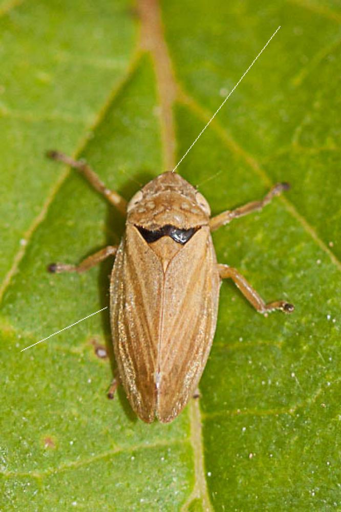 Philène spumeuse Philaenus spumarius (Linnaeus, 1758)