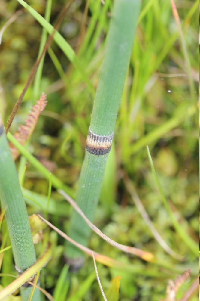 Prêle d'hiver, Jonc hollandais Equisetum hyemale L., 1753
