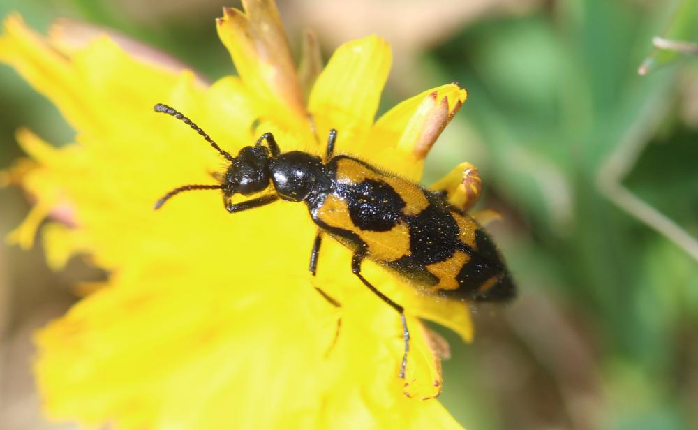  Mylabris flexuosa Olivier, 1811
