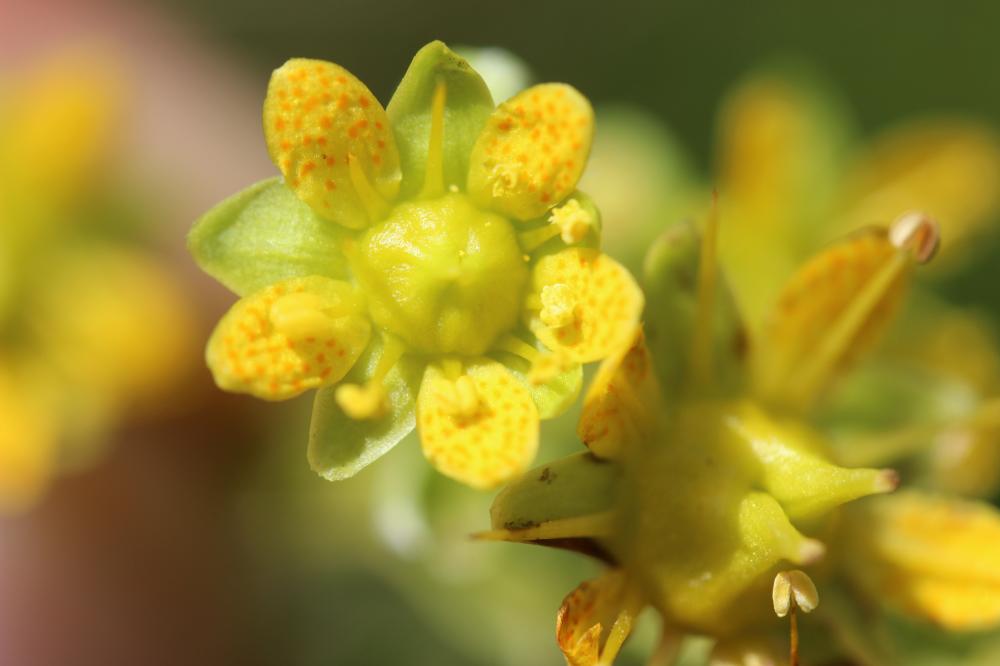 Saxifrage cilié, Faux-aizon, Saxifrage faux Aïzoon Saxifraga aizoides L., 1753