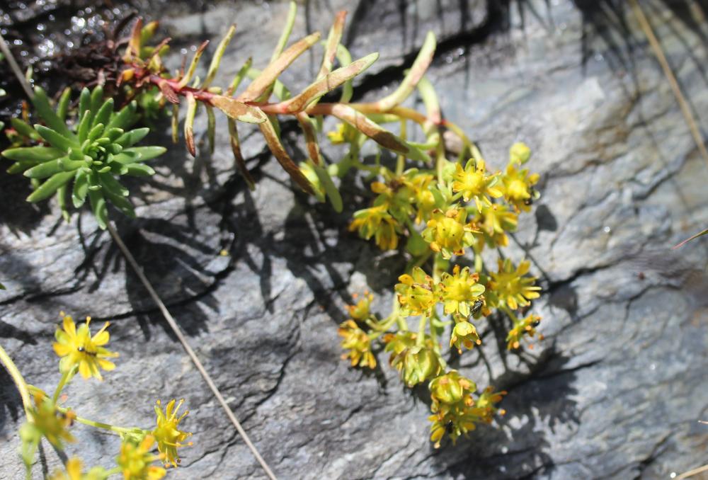 Saxifrage cilié, Faux-aizon, Saxifrage faux Aïzoon Saxifraga aizoides L., 1753