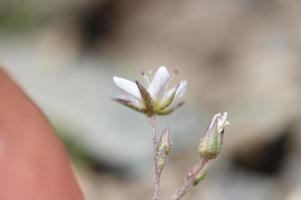 Alsine calaminaire, Minuartie du printemps, Minuar Minuartia verna (L.) Hiern, 1899