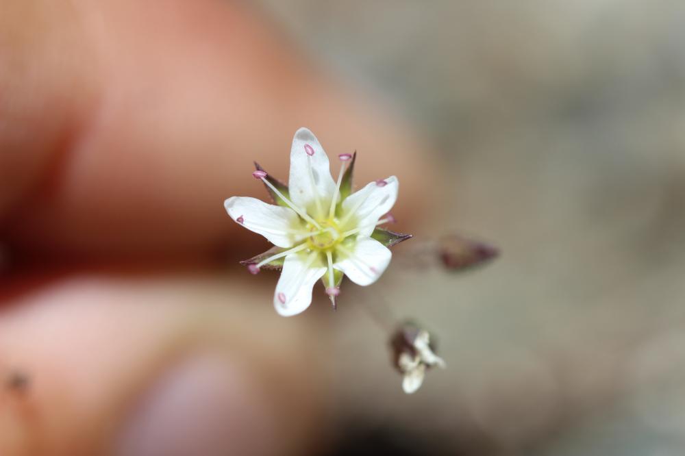 Alsine calaminaire, Minuartie du printemps, Minuar Minuartia verna (L.) Hiern, 1899