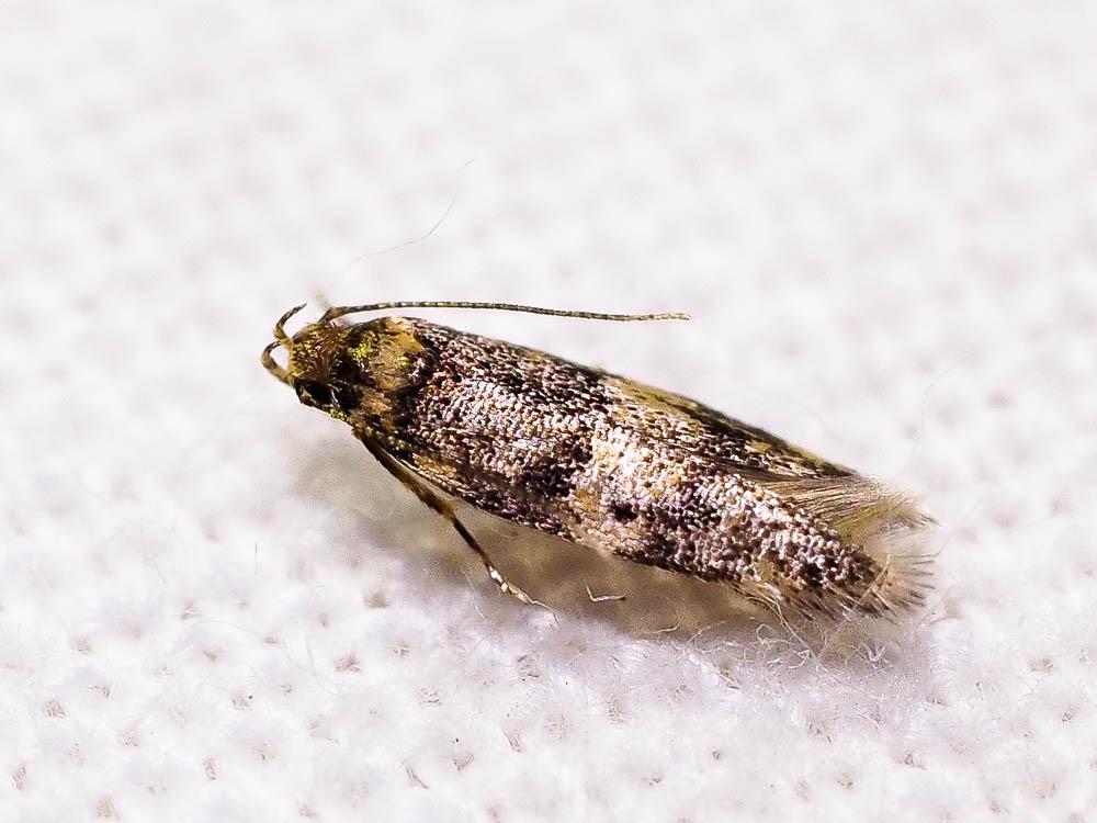 Apatema impunctella