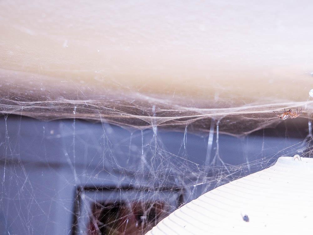 Steatoda nobilis (Thorell, 1875)