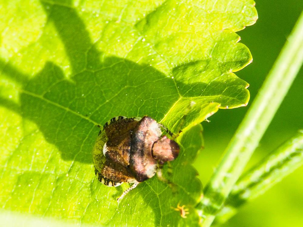 Dyroderes umbraculatus (Fabricius, 1775)