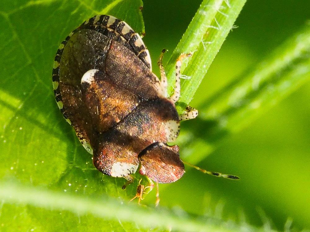 Dyroderes umbraculatus (Fabricius, 1775)