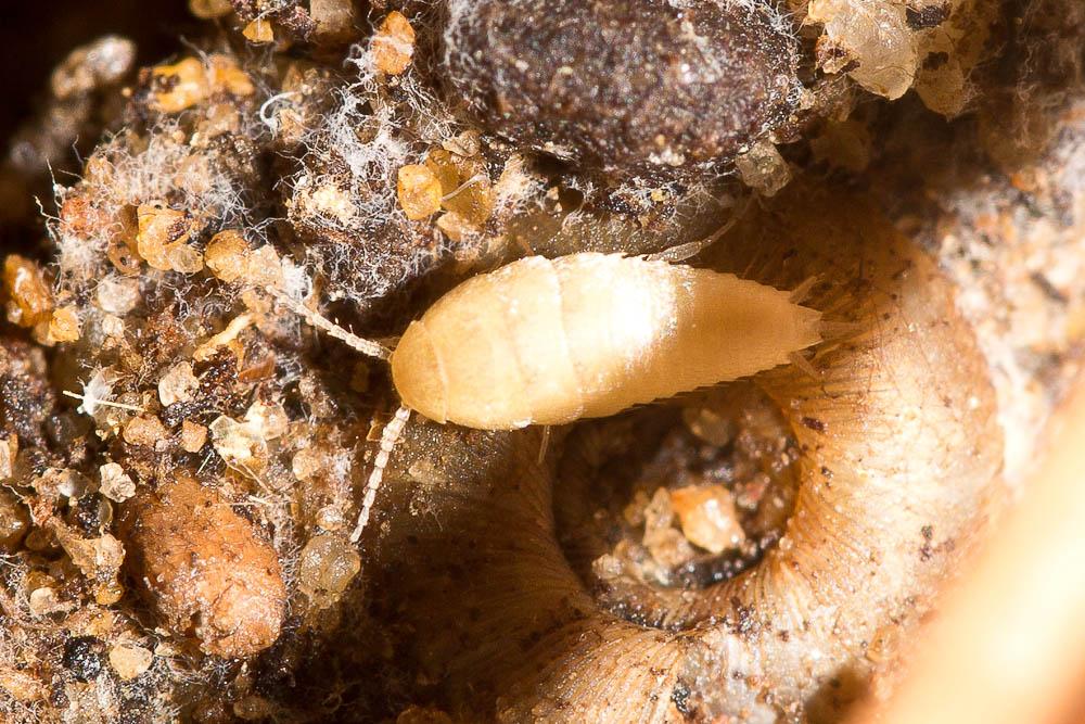 Atelura formicaria Heyden, 1855