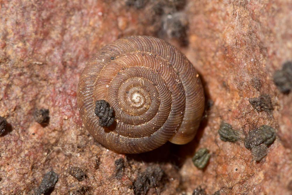 Bouton commun Discus rotundatus (O.F. Müller, 1774)