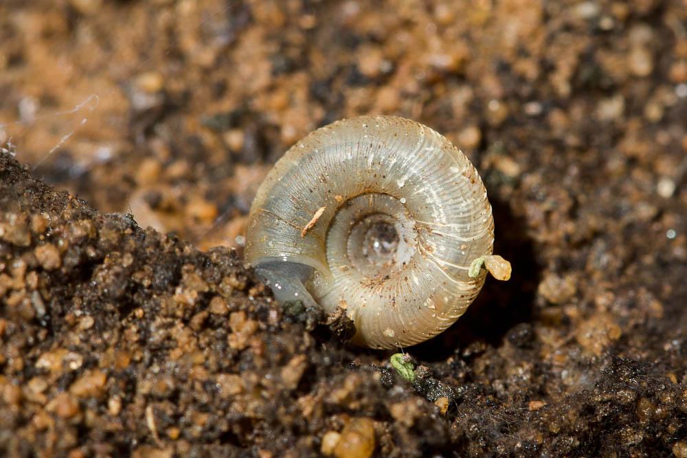 Bouton commun Discus rotundatus (O.F. Müller, 1774)