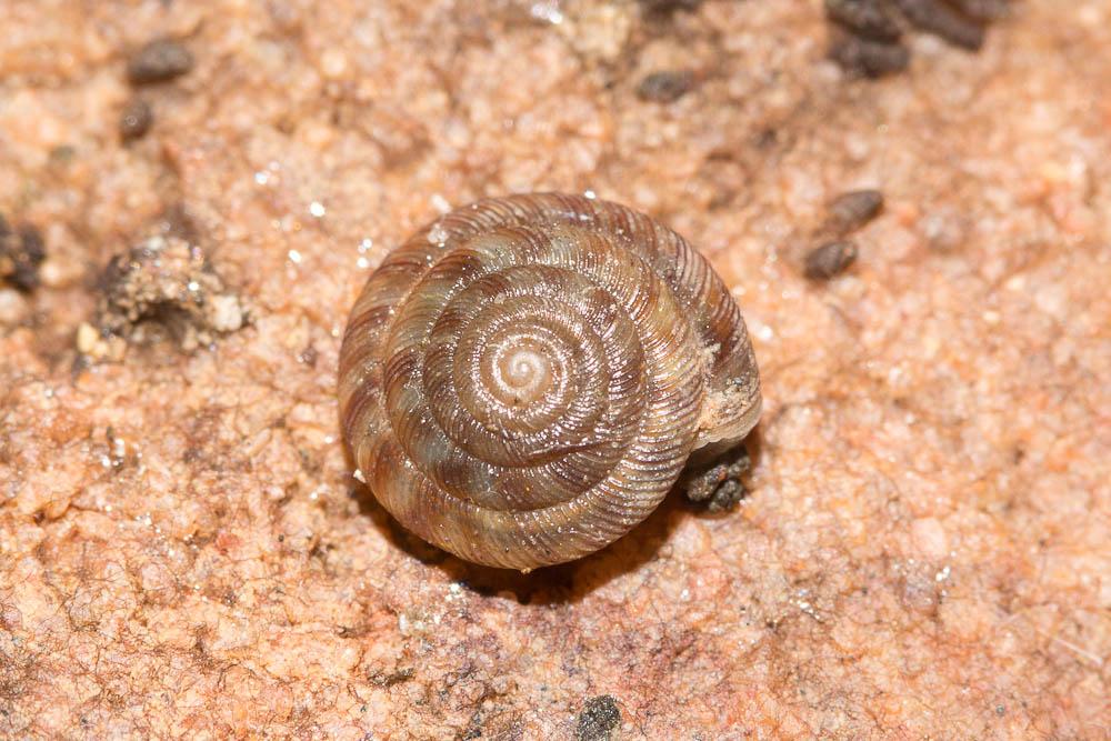 Bouton commun Discus rotundatus (O.F. Müller, 1774)