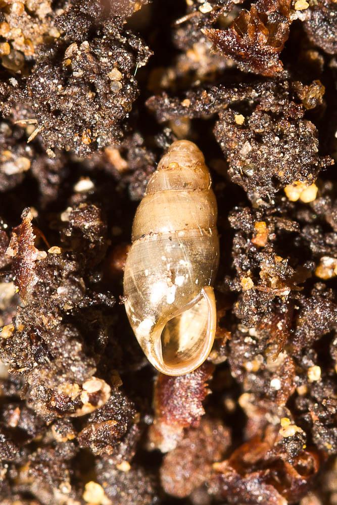 Brillante commune Cochlicopa lubrica (O.F. Müller, 1774)
